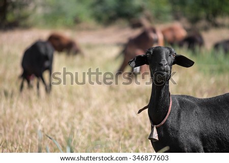black sheep looking at the camera on a blurred pasture with other sheep
