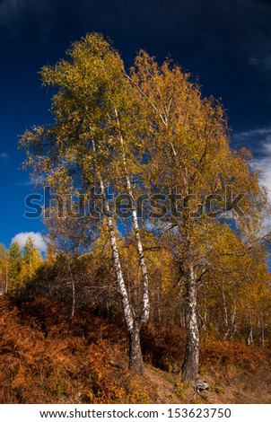 Several tall birch trees, with its lush foliage turning yellow in the Fall.