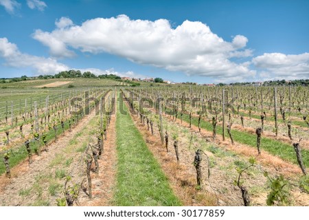 Rows of cultivated Riesling grape vines in a vineyard in the Rheinland Pfalz area of Germany
