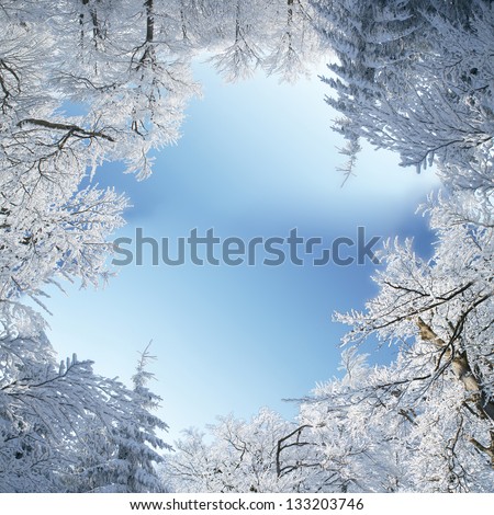 Winter frame of trees covered by snow
