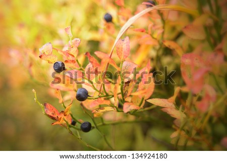 Detail of a blueberry bush in the fall