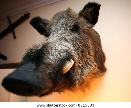 Wide lens shot of stuffed boar\'s head mounted on the wall in old castle.