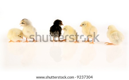 baby chicks clipart. six aby chickens on white