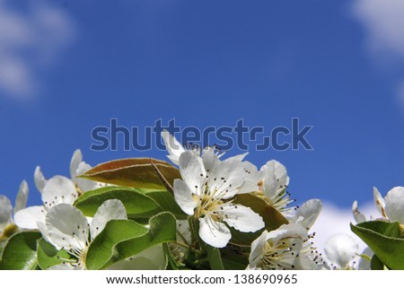 Peach Blossom/Branch of white peach blossom in front of blue sky