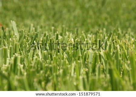 Green Grass Sharp Line