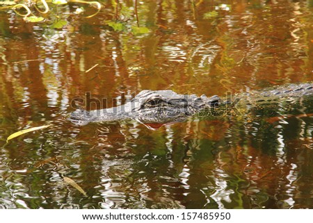 Alligator in the swamp of New Orleans