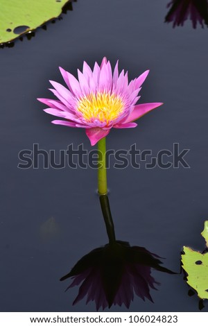 Pink lotus  with black background