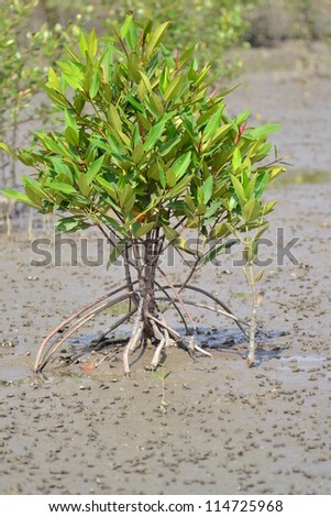 Little Avicennia marina tree  in  Mangrove forest ,Samut Songkhram Province,Thailand