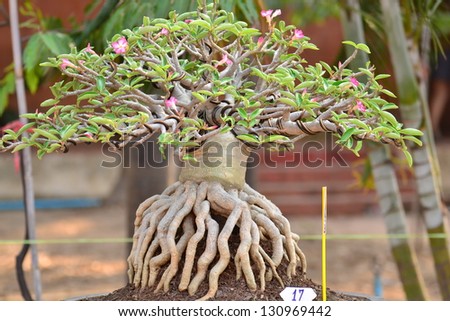Adenium obesum tree or Desert rose in flowerpot.