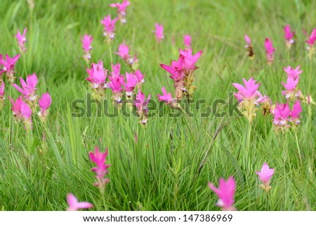 Siam Tulip flower ,Chaiyaphum Province,Thailand.