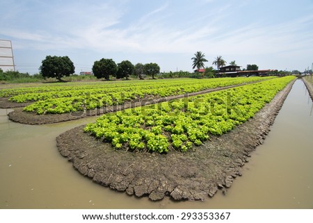 vegetable plot and the area that to prepared  for planting vegetable crops at Nontaburi province, Thailand.