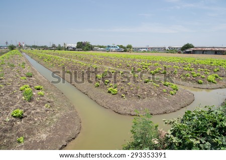 vegetable plot and the area that to prepared  for planting vegetable crops at Nontaburi province, Thailand.