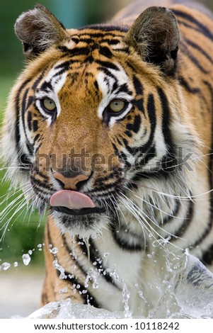 Tiger running and splashing