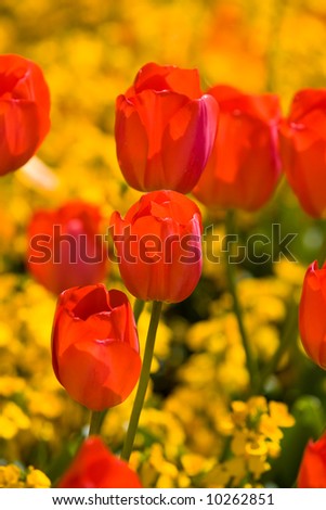 tulips in regents park, london