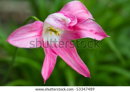 open single pink and white  tulip flower