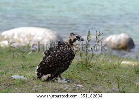 A well grown Osprey Chick on the riverside near Castle Mountain Junction, Alberta, Canada