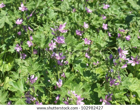 English Mallow