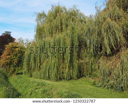 Weeping willow (Salix babylonica) aka Babylon willow tree
