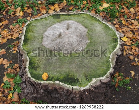 ancient tree cross section with visible annual growth rings