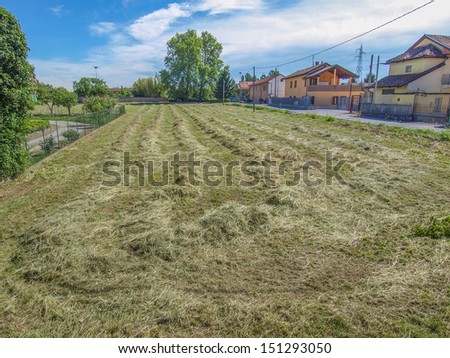 Cut grass hay in a meadow field