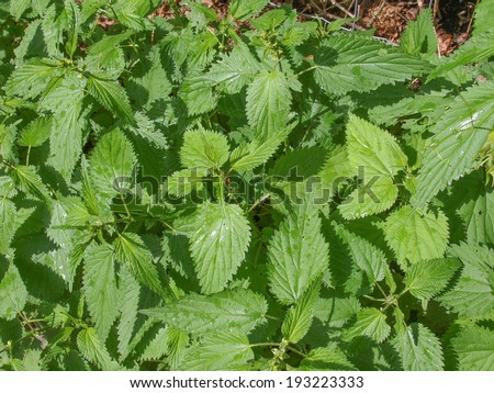 Urtica dioica aka stinging nettle or common nettle herbaceous perennial plant