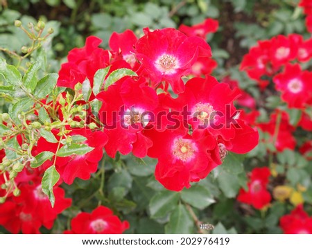 Wild rose flower aka Rosa acicularis or prickly wild rose or prickly rose or bristly rose or Arctic rose or Rosa canina
