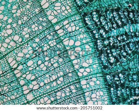 Light photomicrograph of pine tree wood seen through a microscope