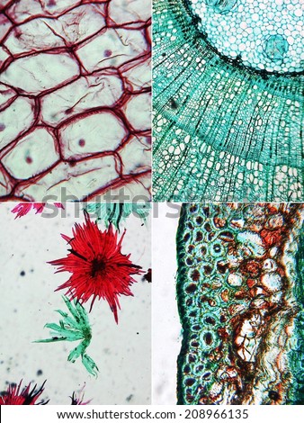 Light photomicrograph of red onion cells (top left), apple fruit (bottom left) and pine tree wood section (right) seen through a microscope