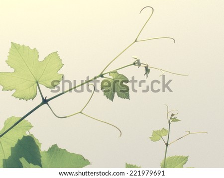 Vintage looking Vine vitis grapevine picture