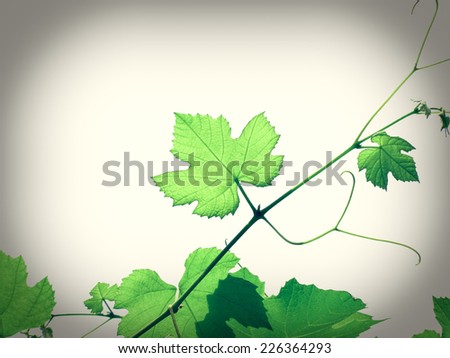 Vintage looking Green vine vitis grapevine leaves isolated over white