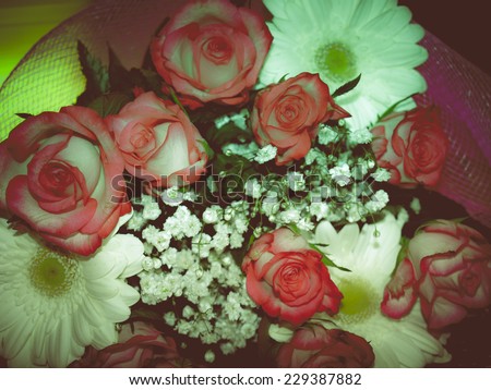 Vintage looking A bouquet of red roses - perennial flower shrub vine of genus Rosa Rosaceae