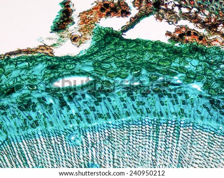 Light photomicrograph of pine tree wood cross section seen through a microscope
