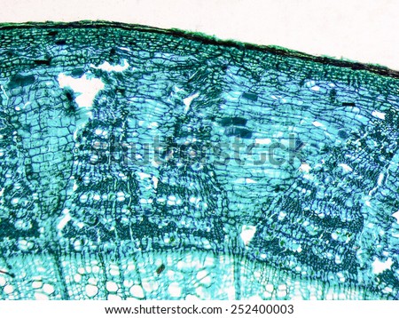 Light photomicrograph of tilia stem cross section seen through a microscope