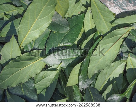 Leaves of Laurel Bay Tree aka Laurus Nobilis