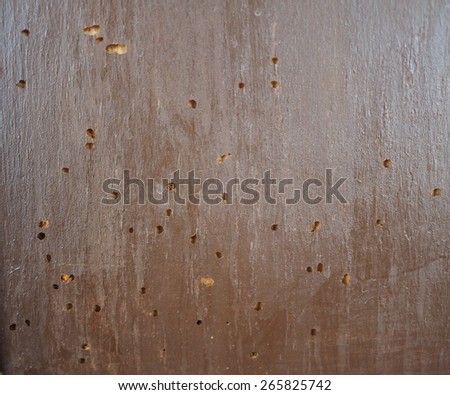 Wood damaged by the common furniture beetle aka common house borer scientific name Anobium punctatum woodboring beetle