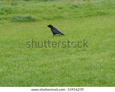A black crow raven bird (genus Corvus, family Corvidae)