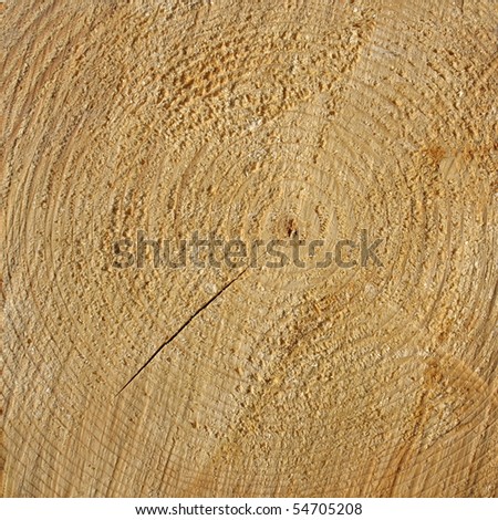 Wood cross section with annual growth rings