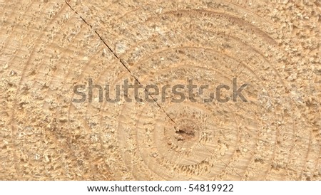 Wood cross section with annual growth rings