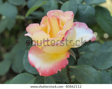 Rose perennial flower shrub vine of genus Rosa Rosaceae