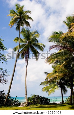 Palm Trees at Dorothea Bay