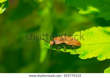 snapping beetle is stuck on the leaves.