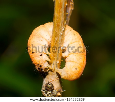 Orange caterpillar curled up in the plant.