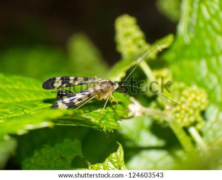 The scorpion fly stay for a time in the wild vine