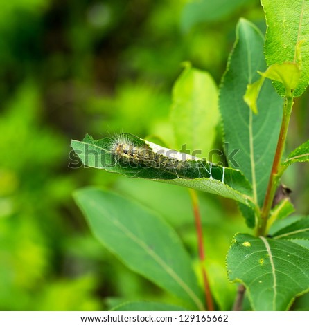Caterpillars with leaves wrapped himself up.