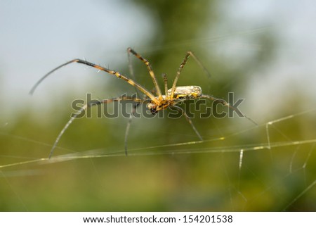 colorful banana spider in web at grass in summer