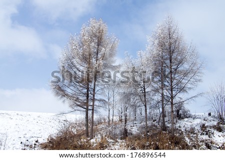 The trees growing in wood in a winter season .trees are covered by snow