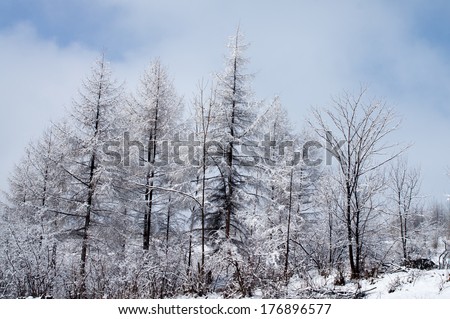 The trees growing in wood in a winter season .trees are covered by snow