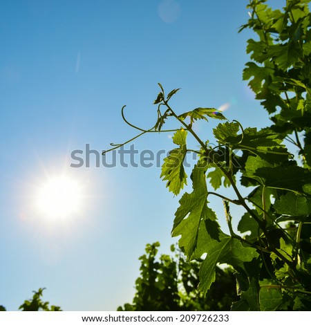 Focus on foliage of the vine in summer-Vineyard landscape-Vineyard south west of France, Bordeaux Vineyard