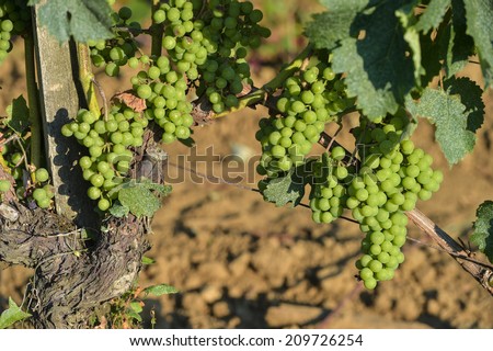 Bunch of green grapes before veraison-Vineyard landscape-Vineyard south west of France, Bordeaux Vineyard