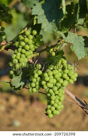 Bunch of green grapes before veraison-Vineyard landscape-Vineyard south west of France, Bordeaux Vineyard